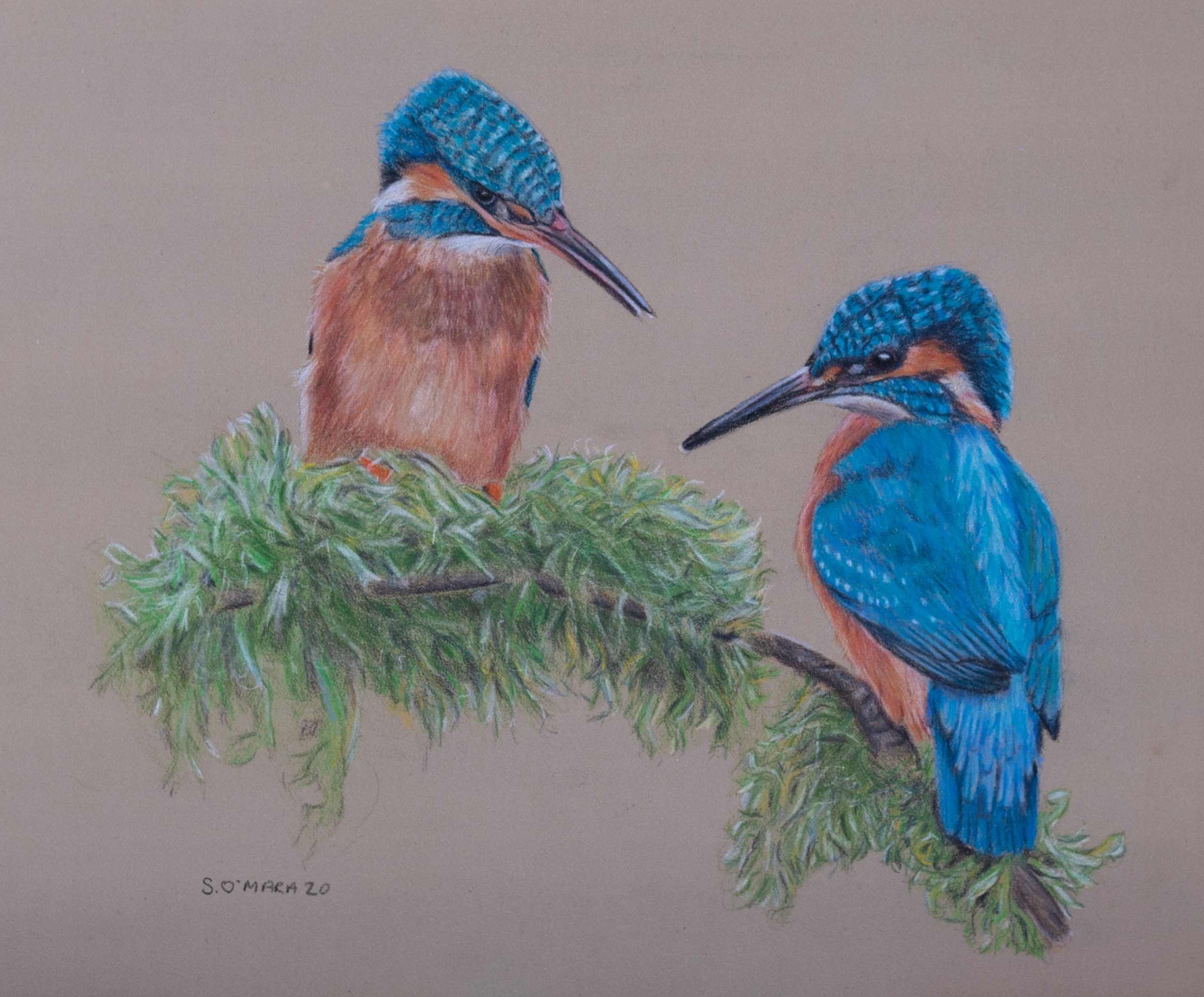 Sue O'Mara Wildlife Art 